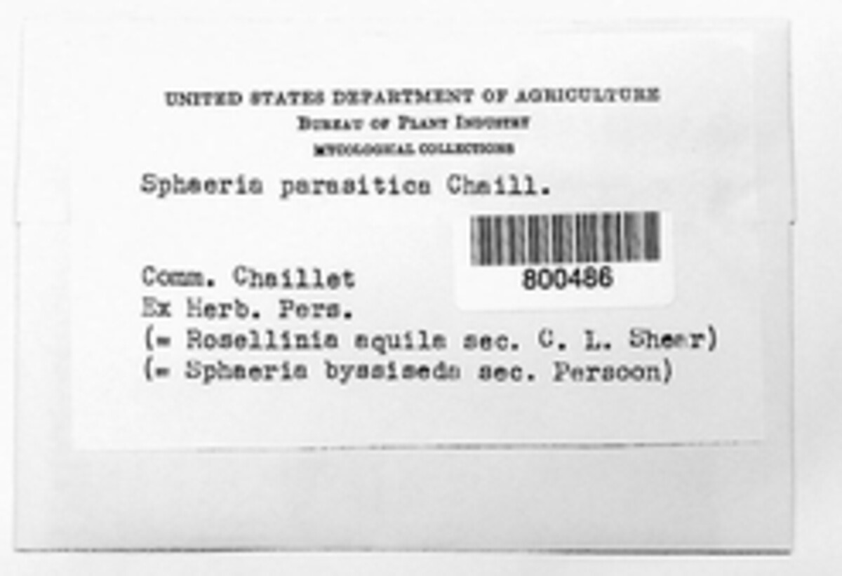 Sphaeria parasitica image